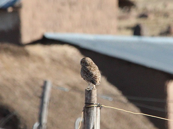 Burrowing Owl - Tim Avery