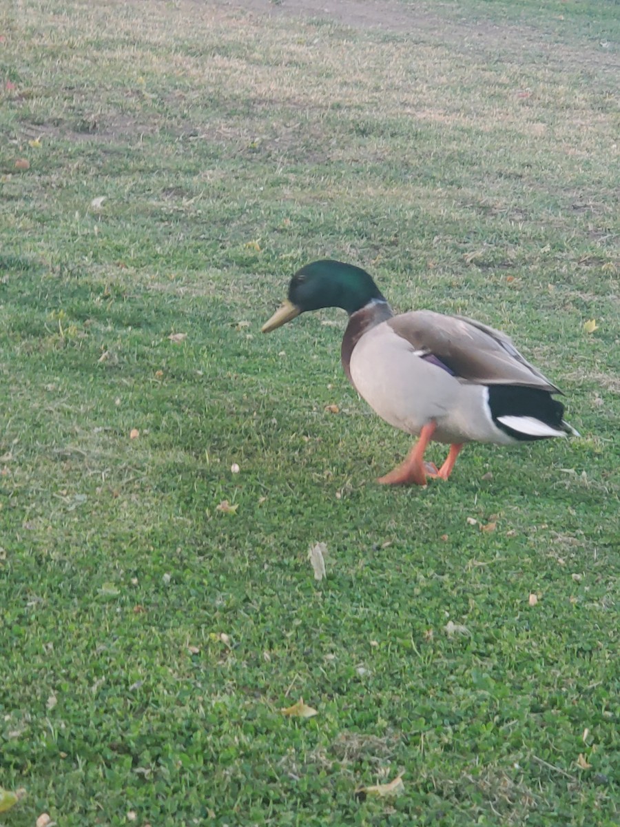 Canard colvert - ML343912801