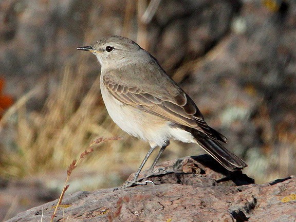 Spot-billed Ground-Tyrant - ML34391361