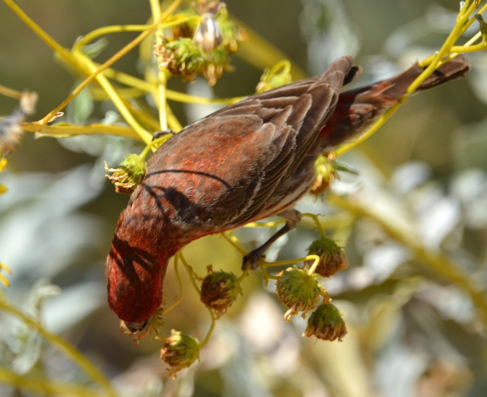 House Finch - Miko Tokuhama-Olsen