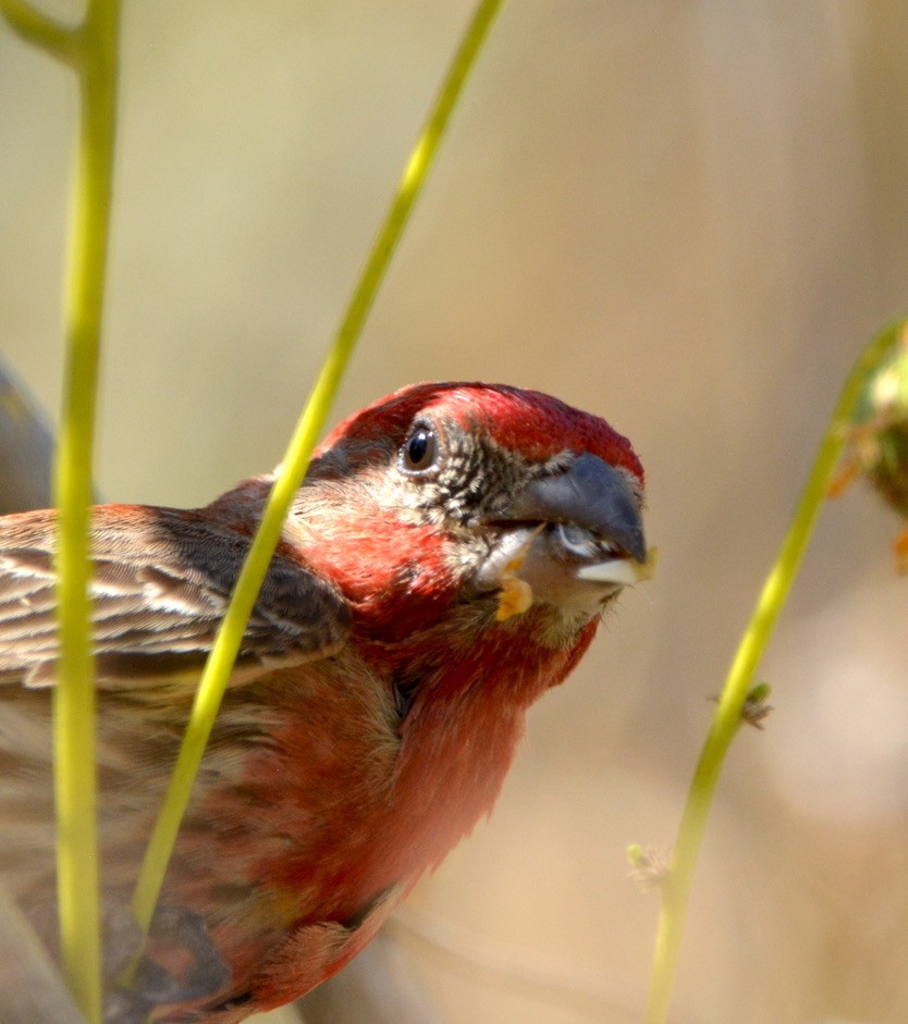 House Finch - ML343915091