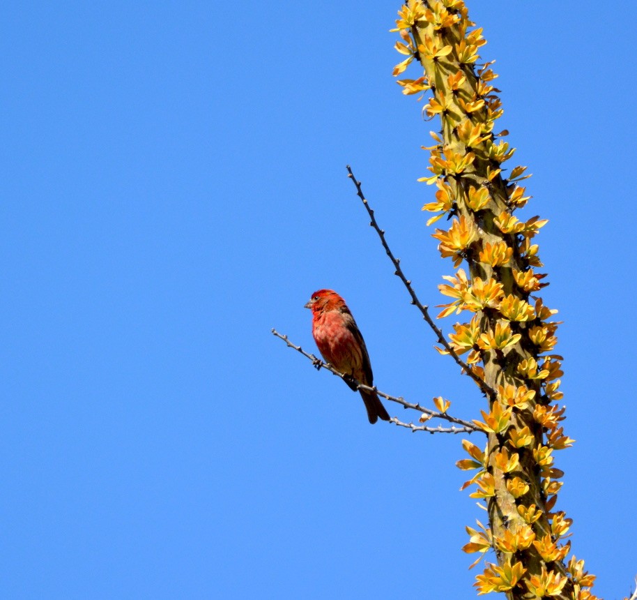 House Finch - Miko Tokuhama-Olsen