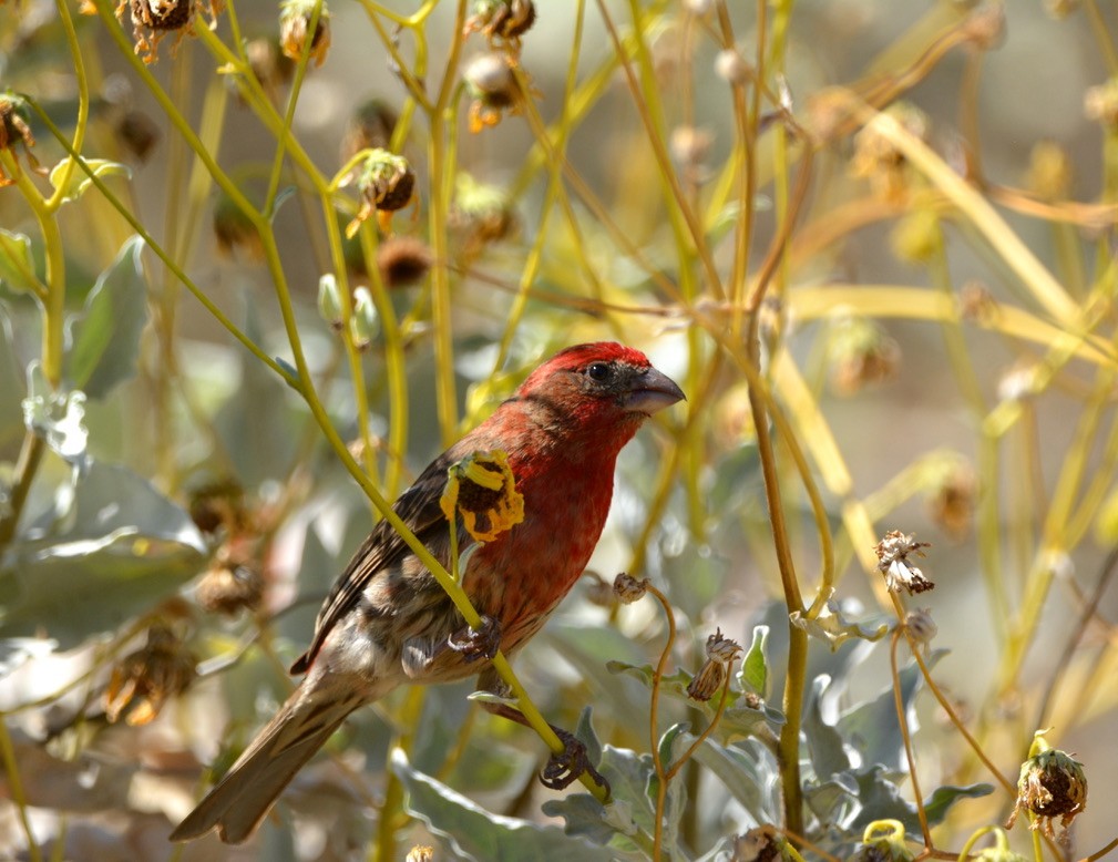 House Finch - ML343915231