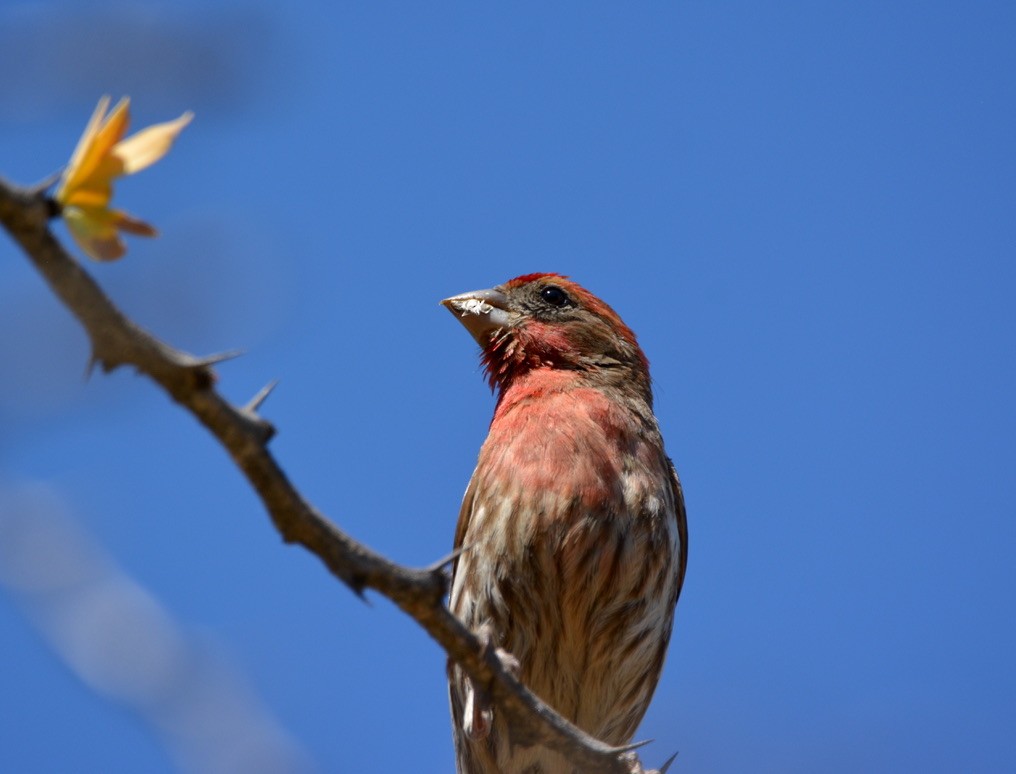 House Finch - ML343915261