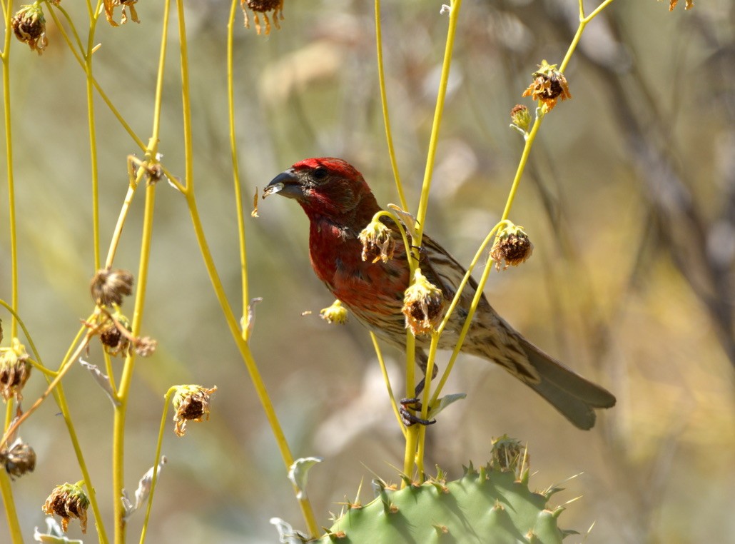 House Finch - Miko Tokuhama-Olsen