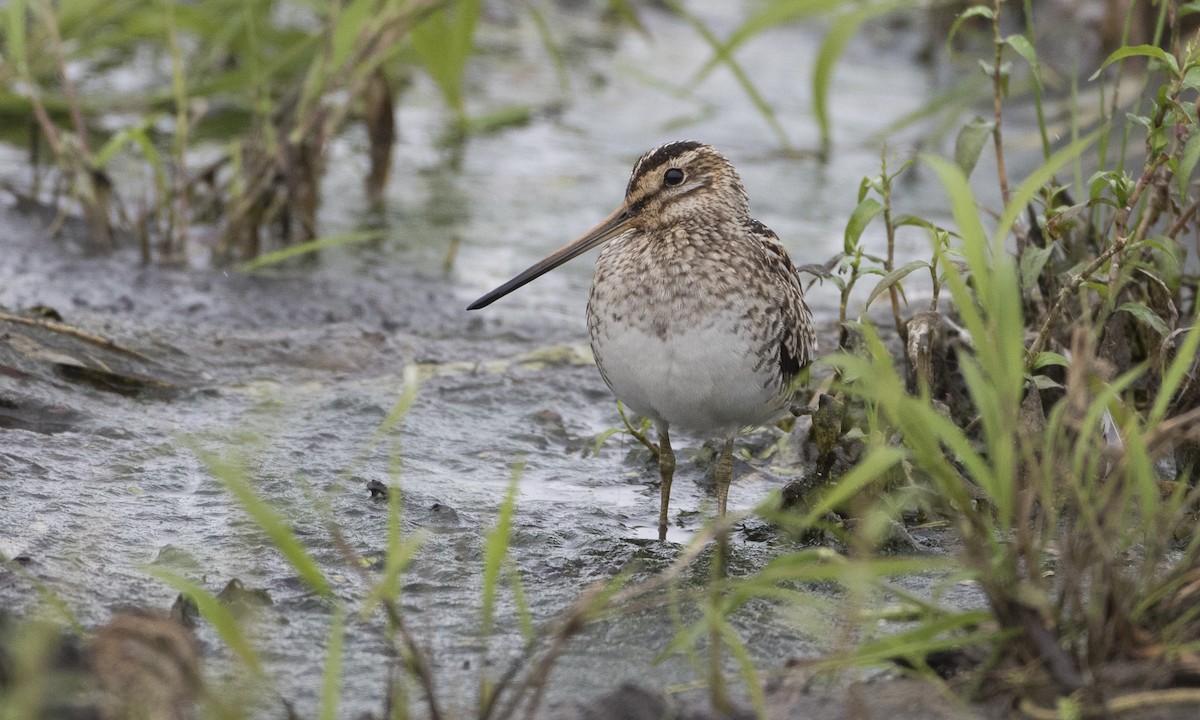 Common Snipe - Brian Sullivan