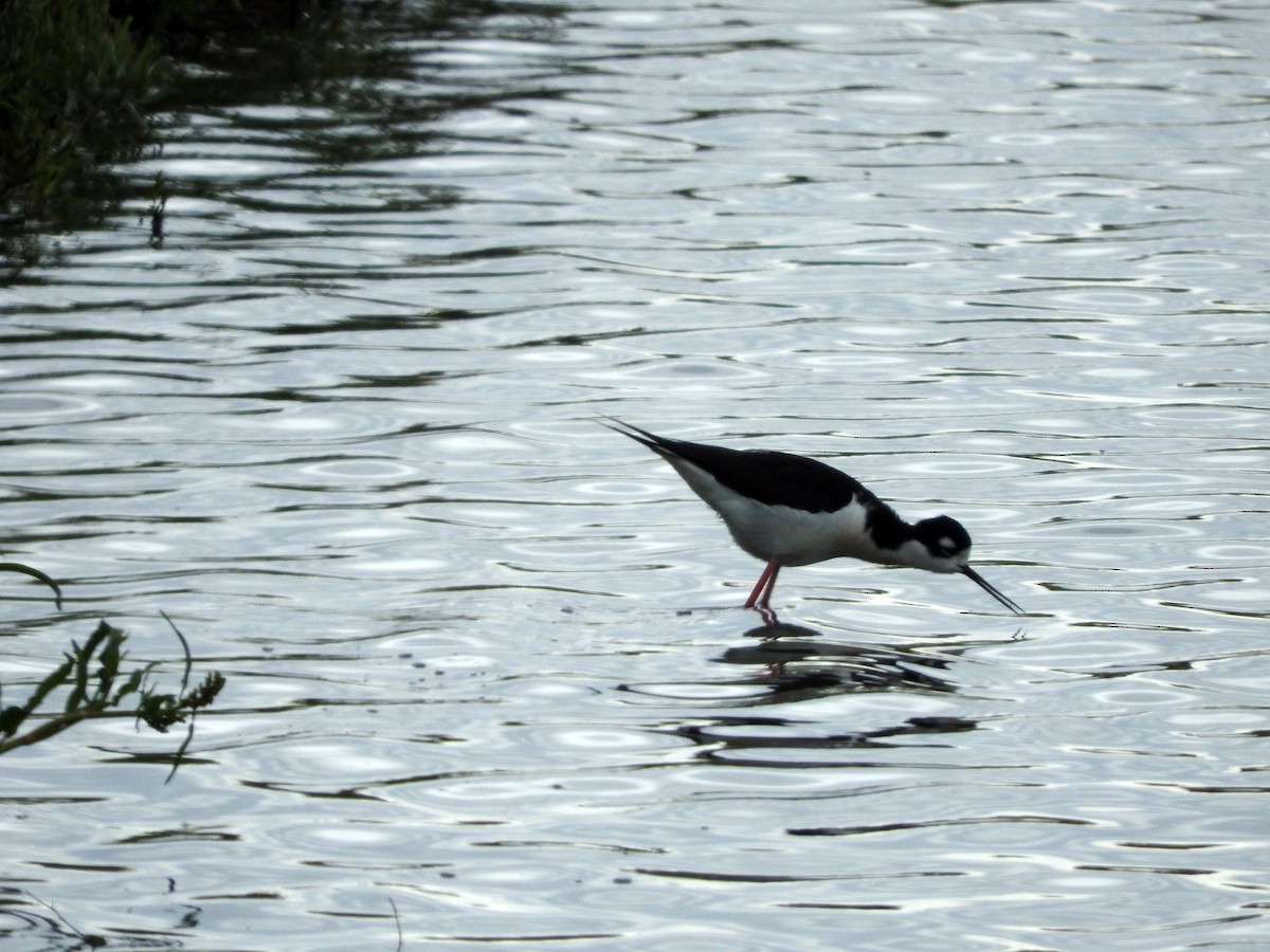 Black-necked Stilt - ML343916161