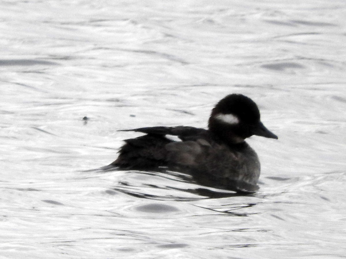 Bufflehead - Diane Thomas