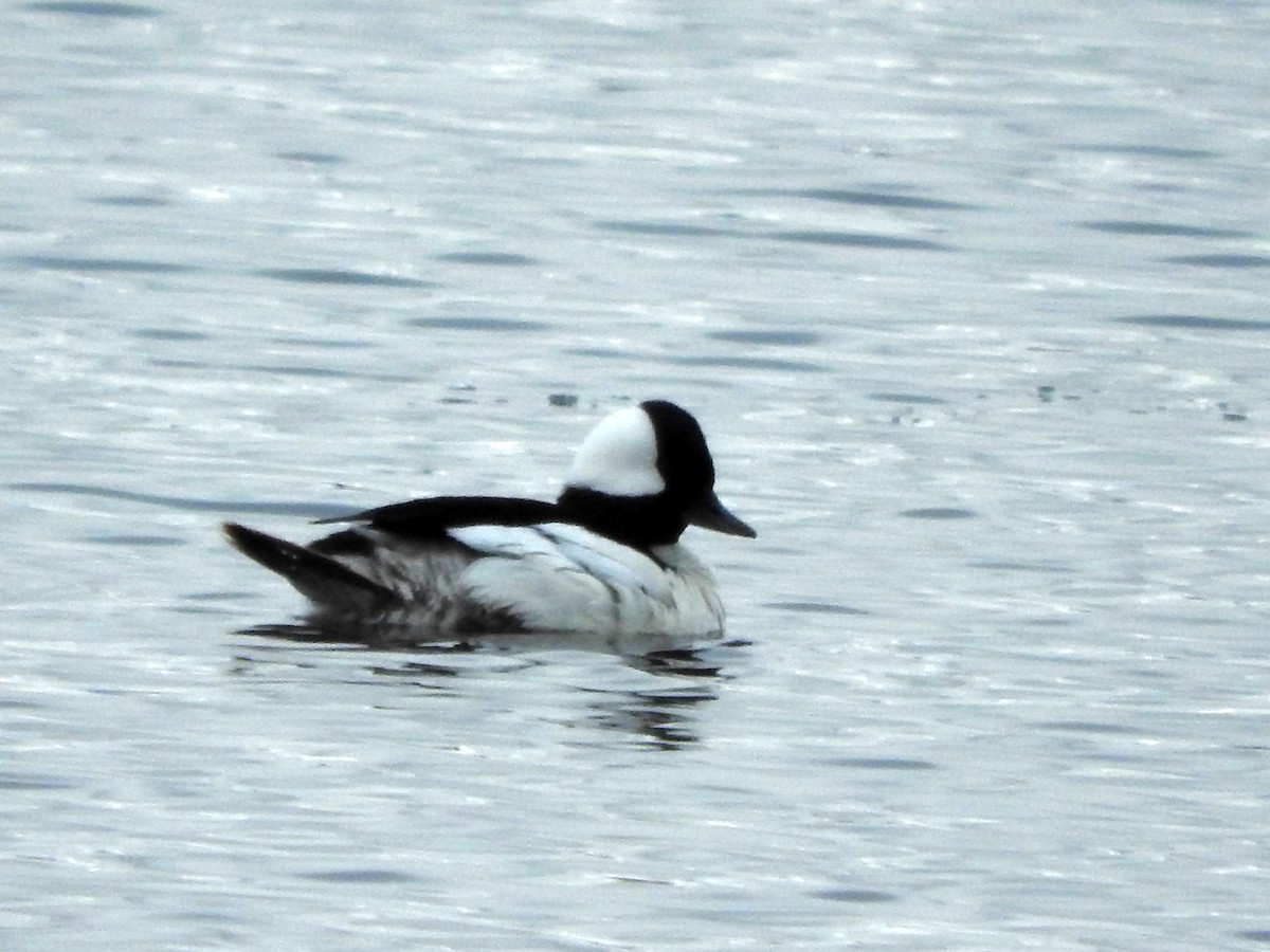 Bufflehead - Diane Thomas