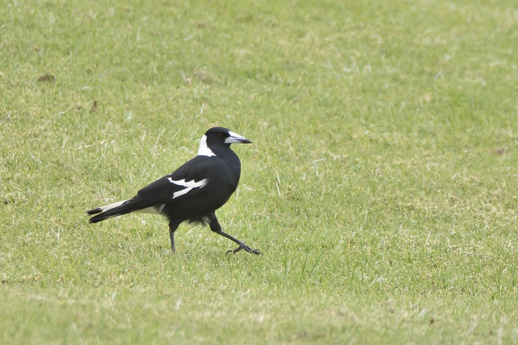 Australian Magpie (Black-backed) - Anthony Katon