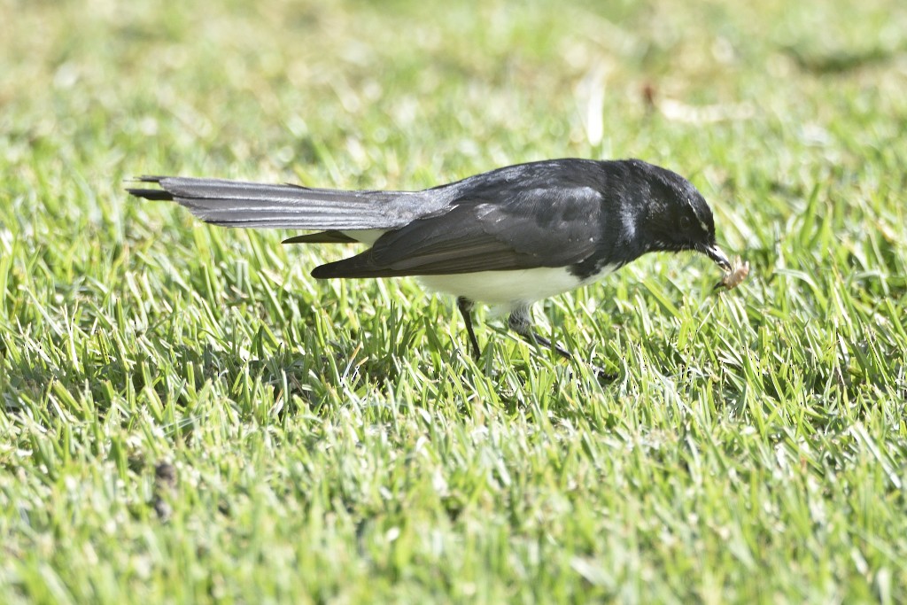 Willie-wagtail - ML343917591