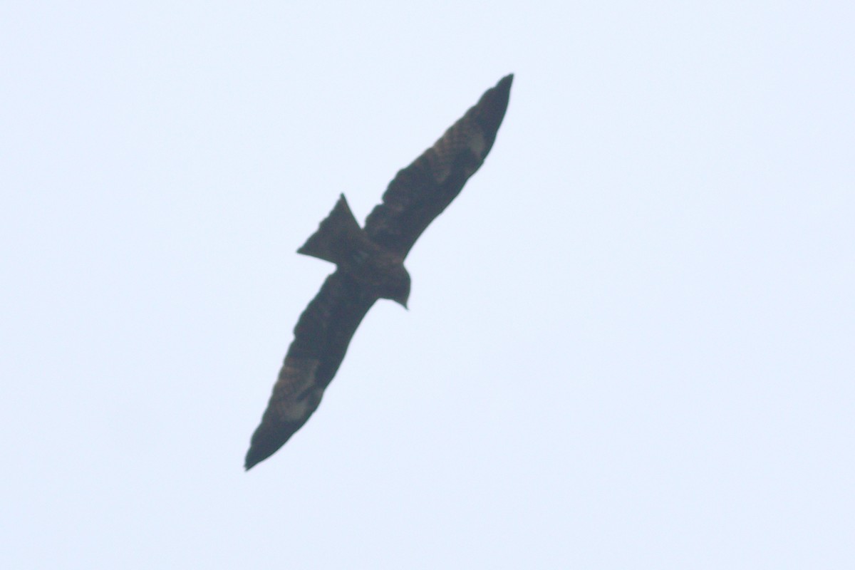 Black Kite (Black-eared) - ML343918111