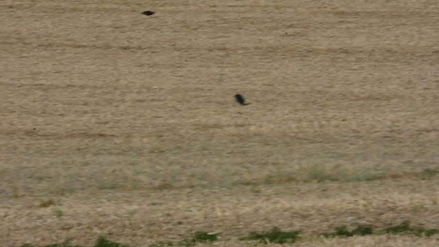 ibis jihoafrický - ML343918161