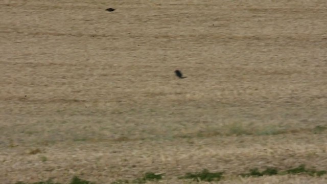 Southern Bald Ibis - ML343918161
