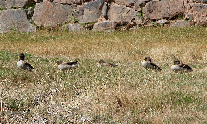 Yellow-billed Teal - ML34391821