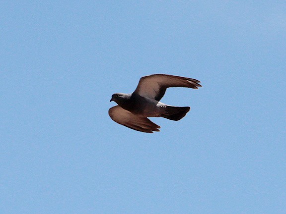 Rock Pigeon (Feral Pigeon) - ML34391841