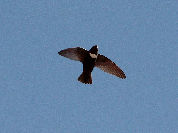 White-chested Swift - Tim Avery