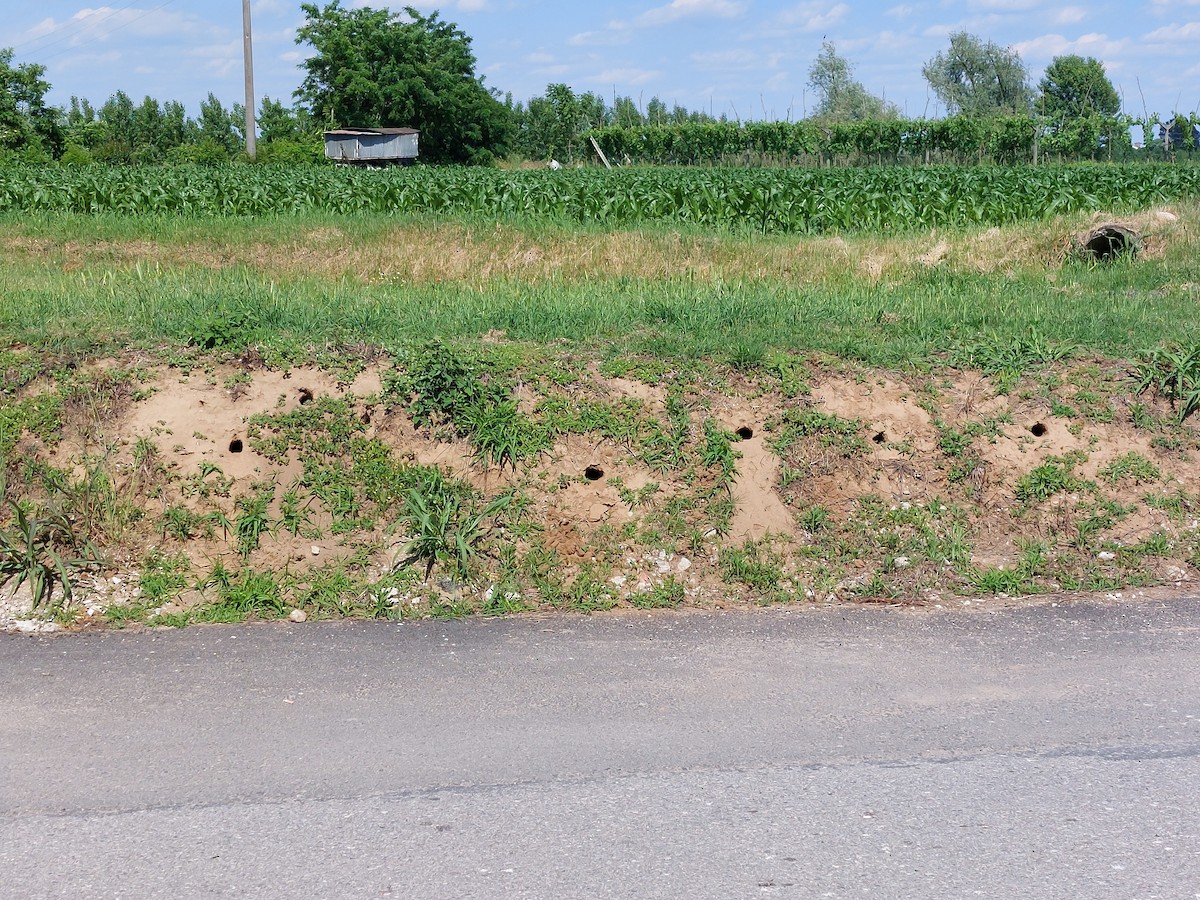 European Bee-eater - ML343920061