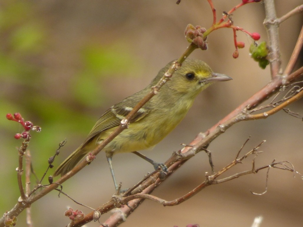 Mangrove Vireo (Providencia) - ML34392031