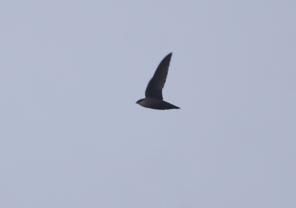 Chimney Swift - ML343920451