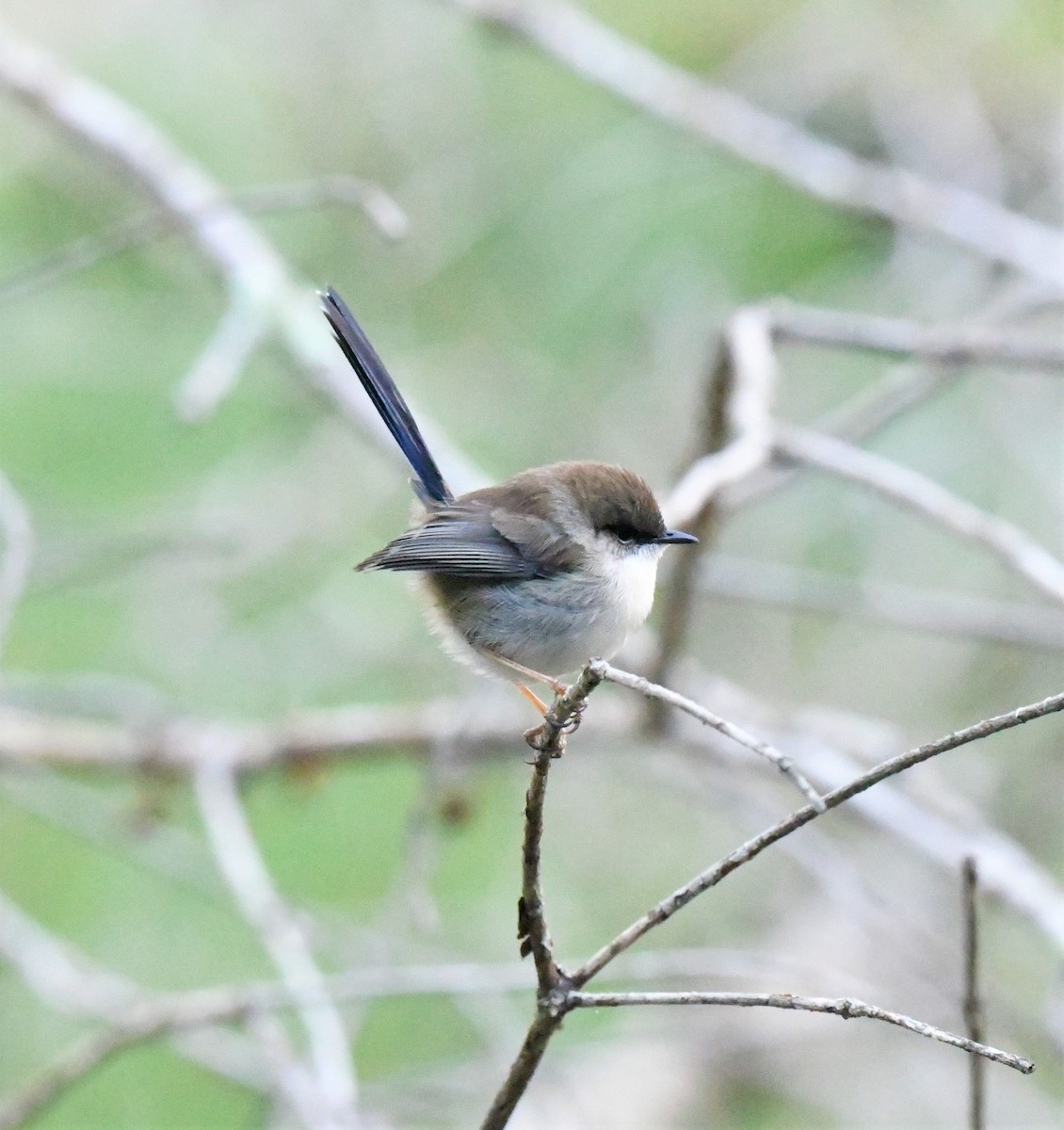 Superb Fairywren - ML343922011