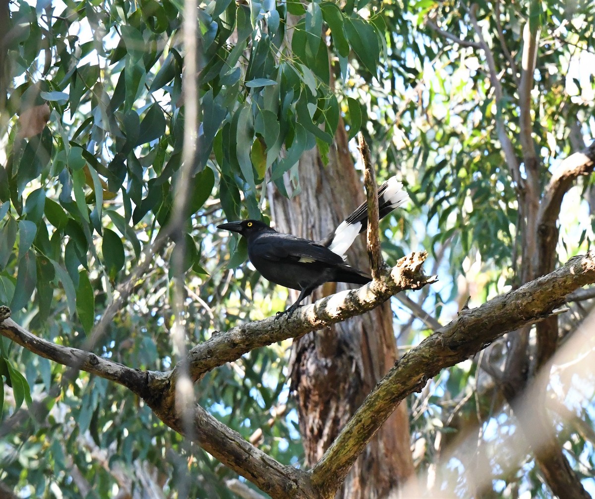 Pied Currawong - ML343922051
