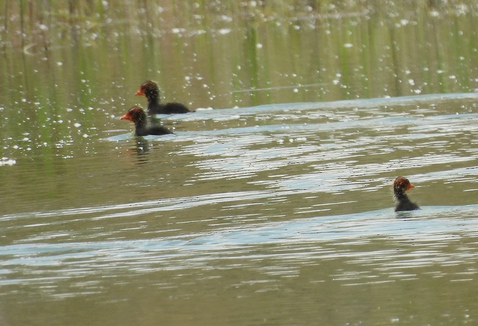 Eurasian Coot - ML343923251