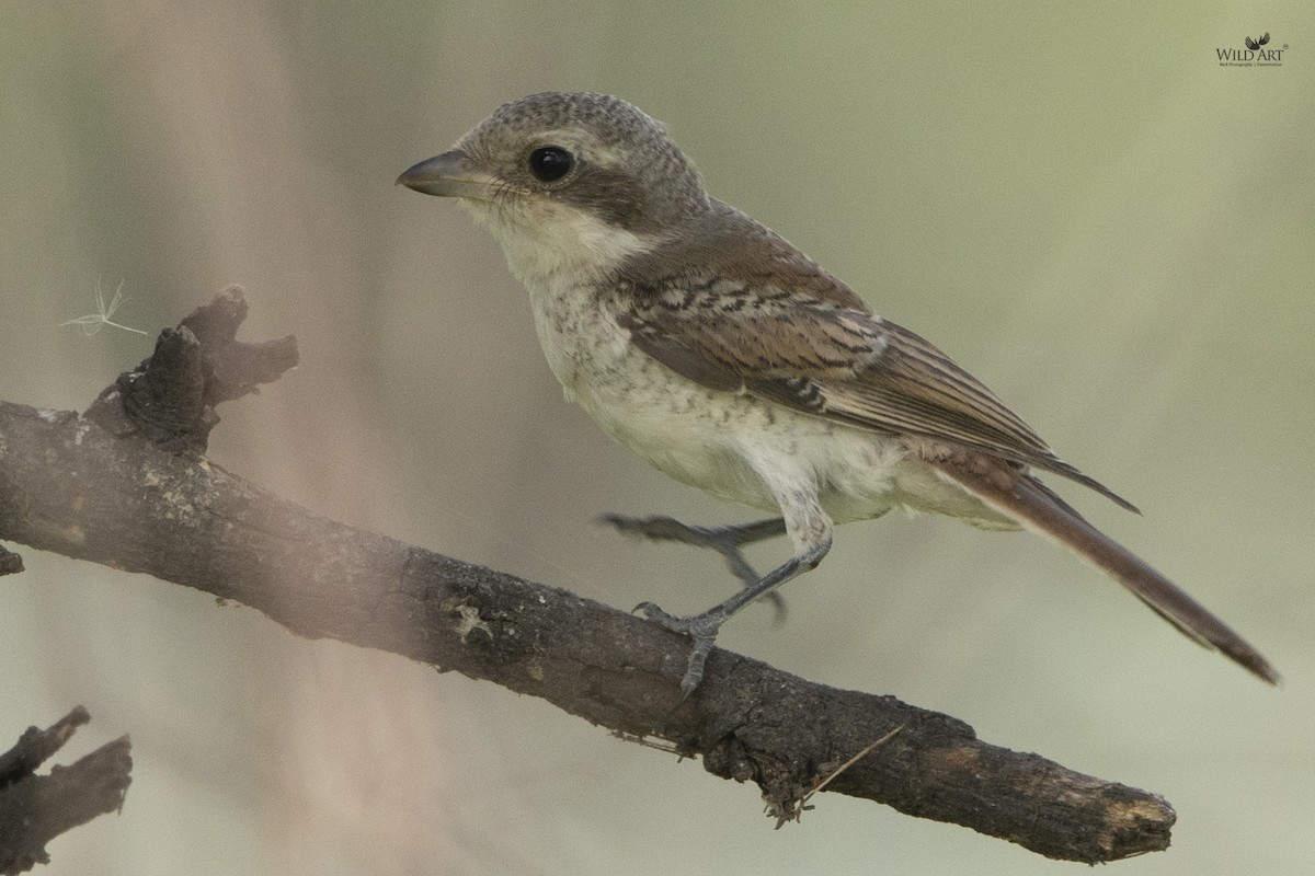 Bay-backed Shrike - Kunan Naik