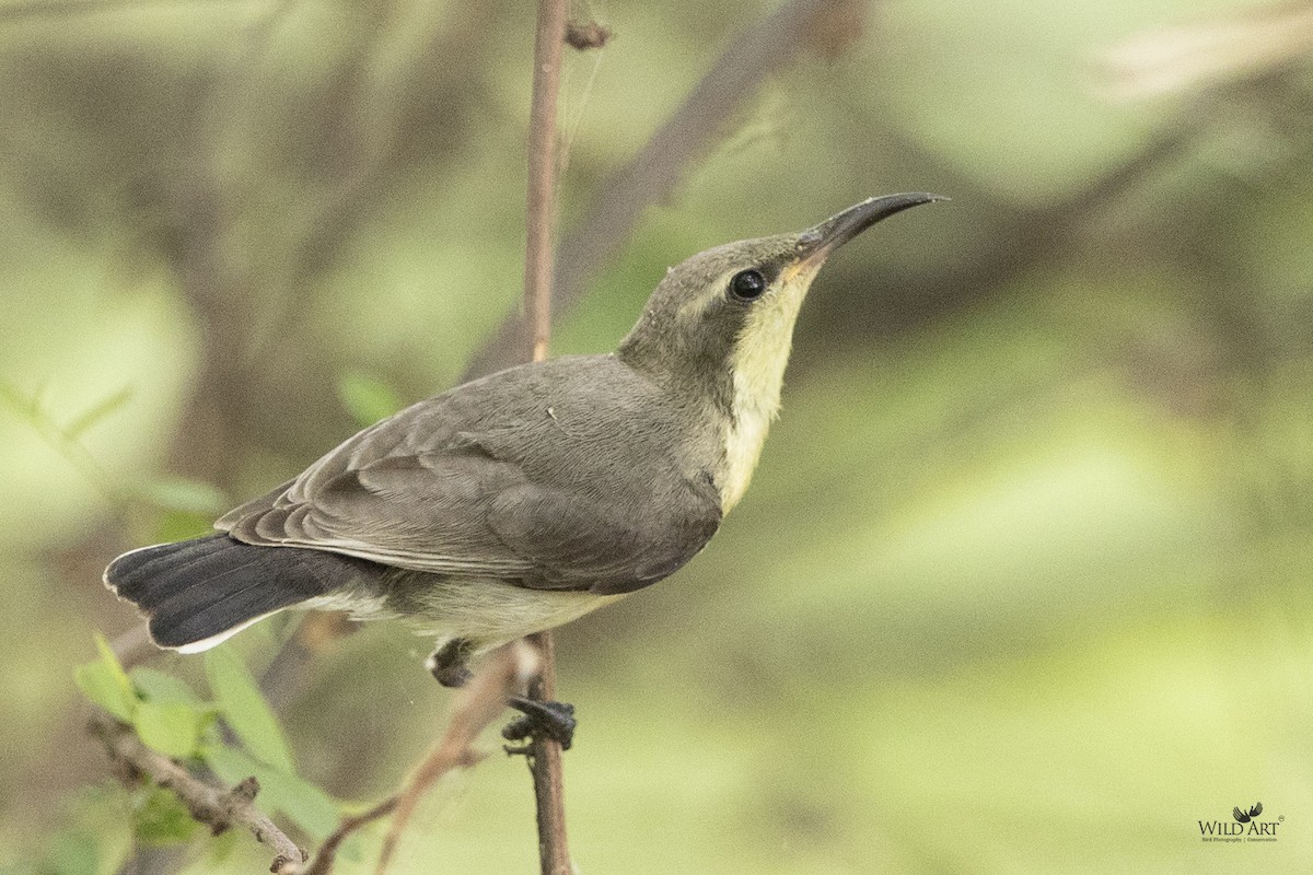 Purple Sunbird - Kunan Naik