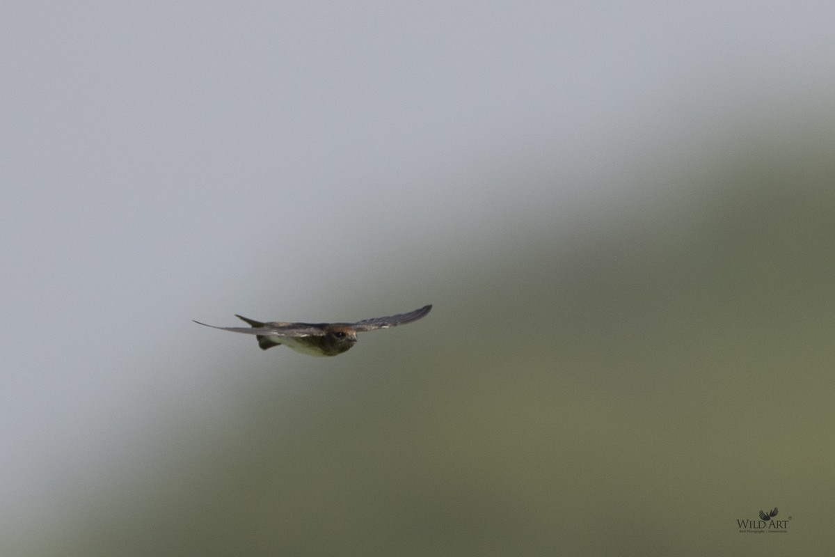 Streak-throated Swallow - Kunan Naik