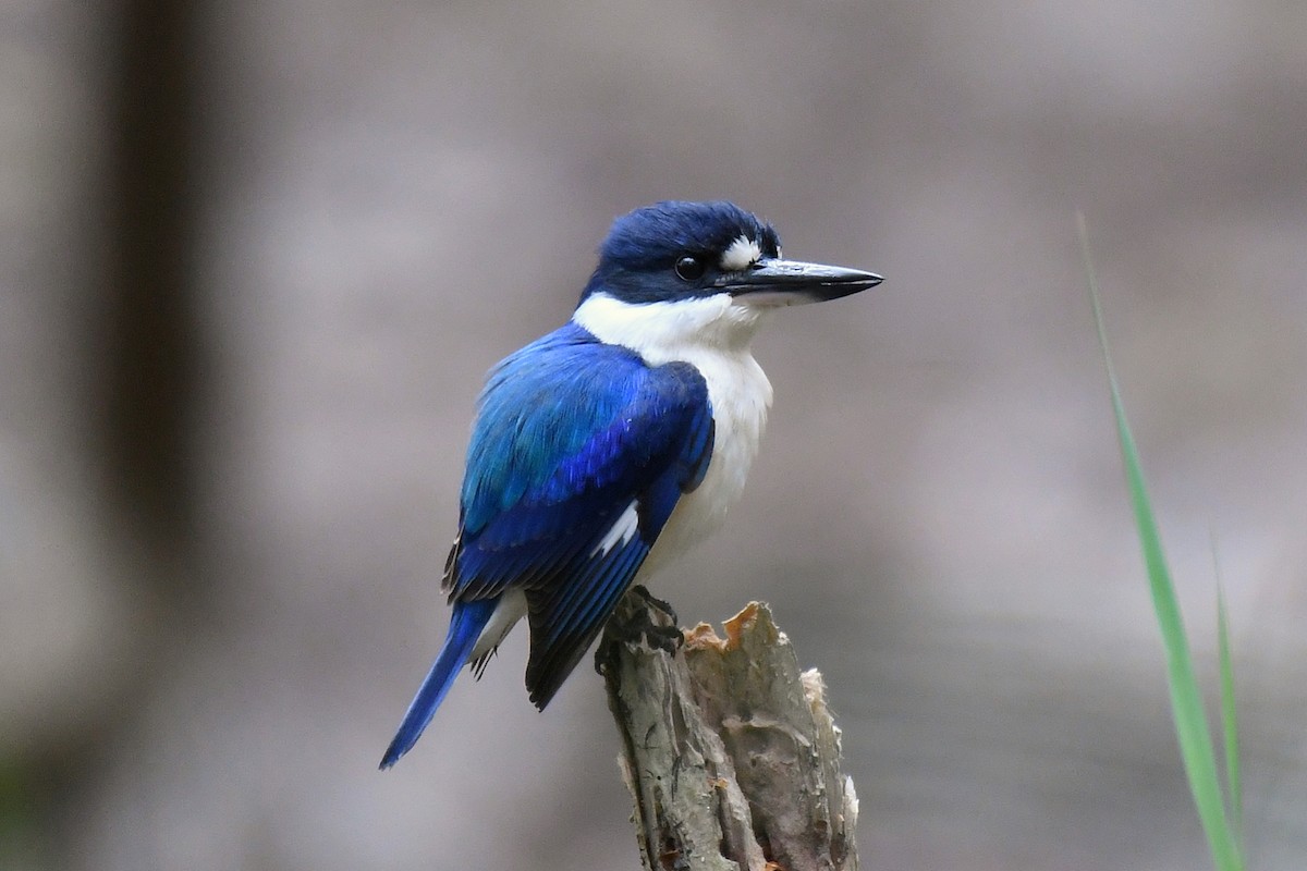 Forest Kingfisher - ML343924521
