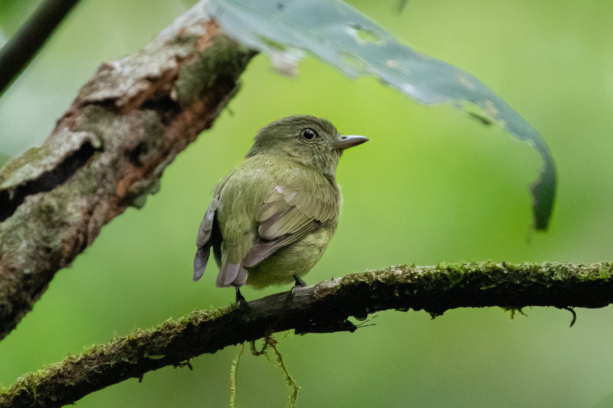 Dwarf Tyrant-Manakin - ML343924651