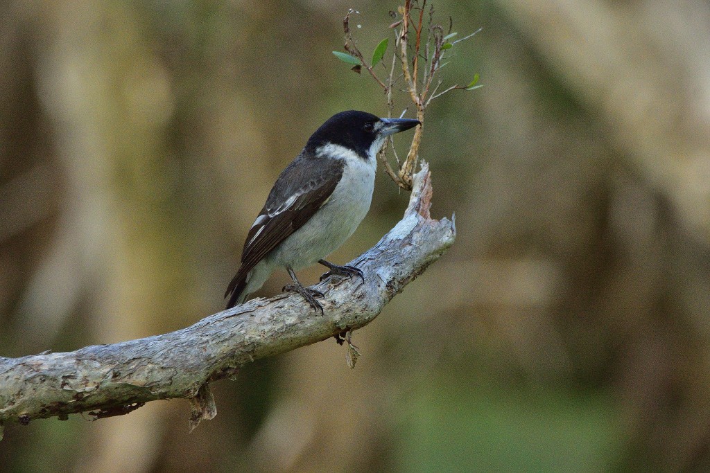 Gray Butcherbird - ML343925791