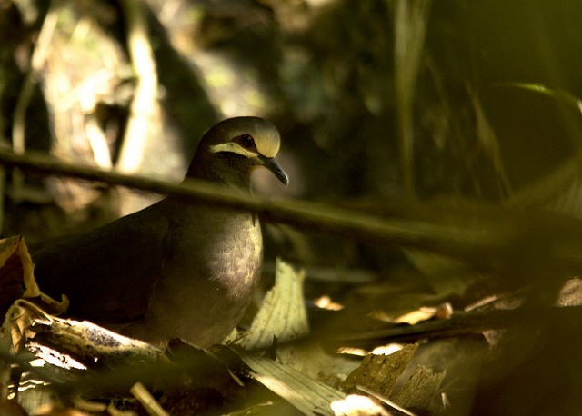 Olive-backed Quail-Dove - ML34392651