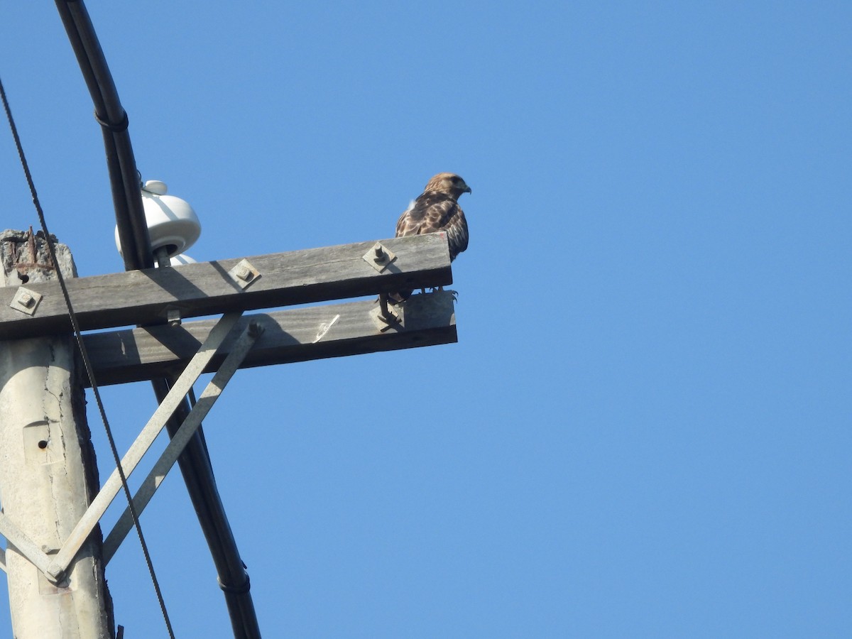 Eastern Buzzard - 承恩 (Cheng-En) 謝 (HSIEH)