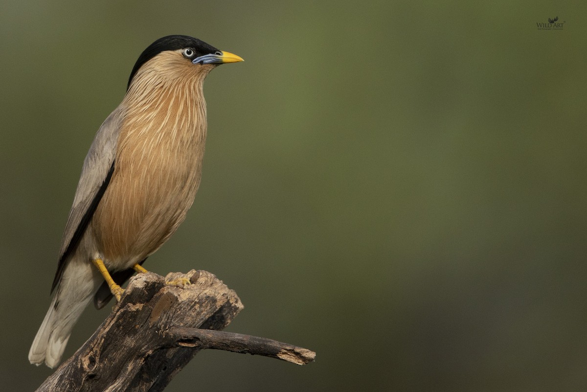 Brahminy Starling - ML343928361