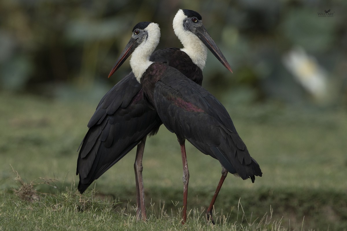 Asian Woolly-necked Stork - Kunan Naik