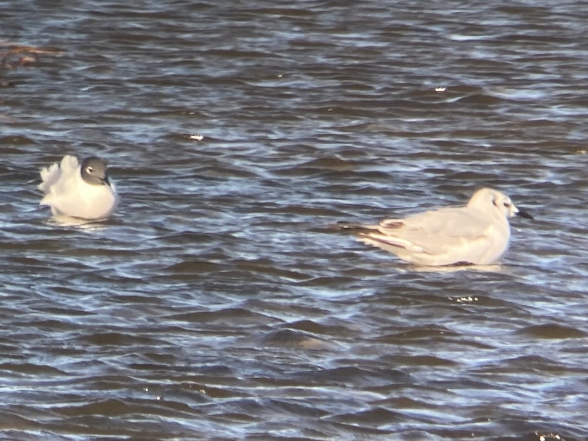 Bonaparte's Gull - ML343929011