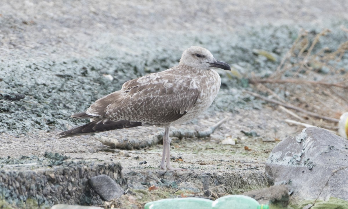 Caspian Gull - Brian Sullivan