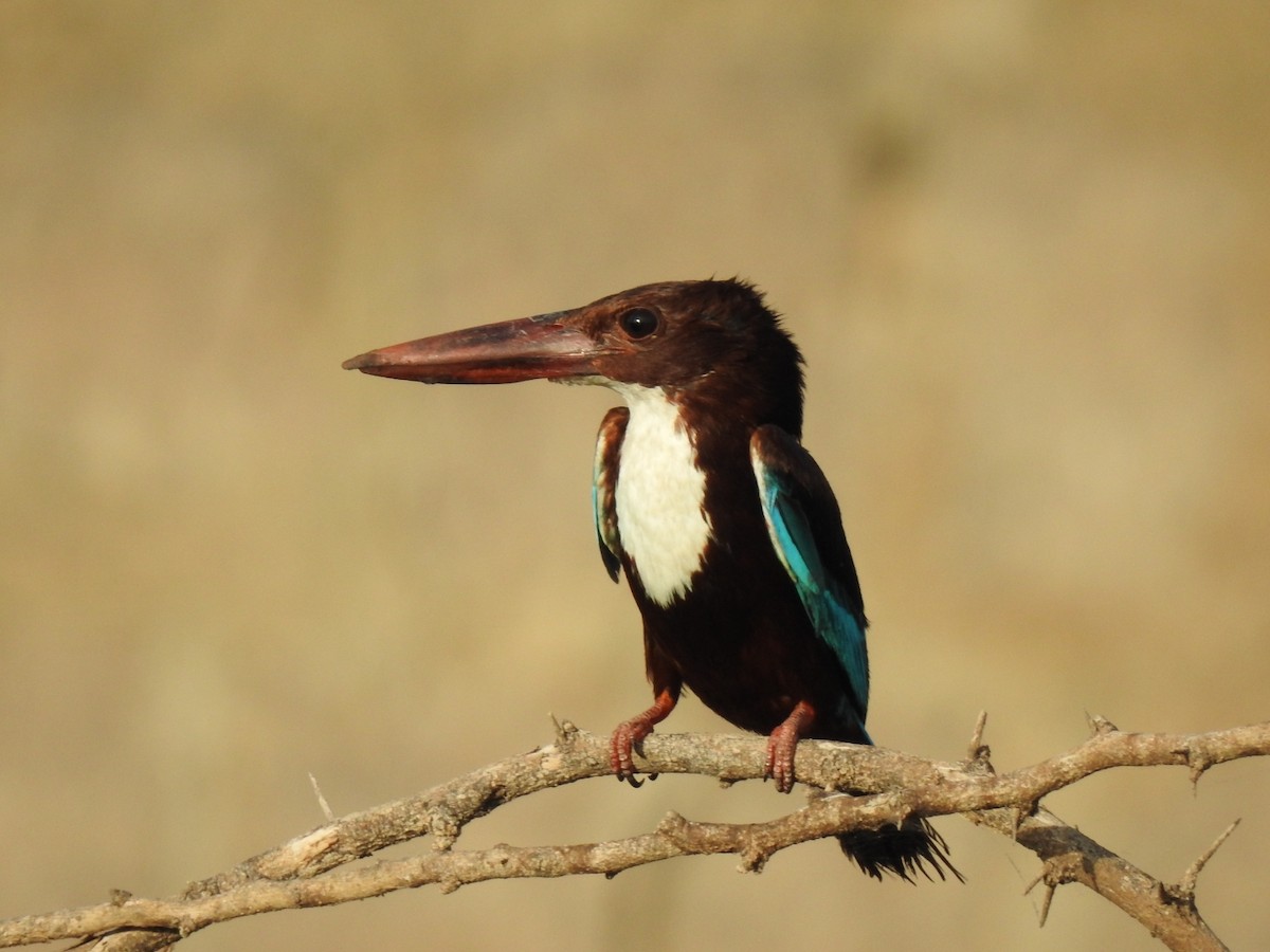 White-throated Kingfisher - ML343931481