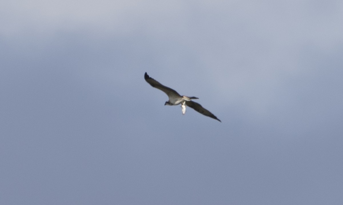 Balbuzard pêcheur (haliaetus) - ML34393231