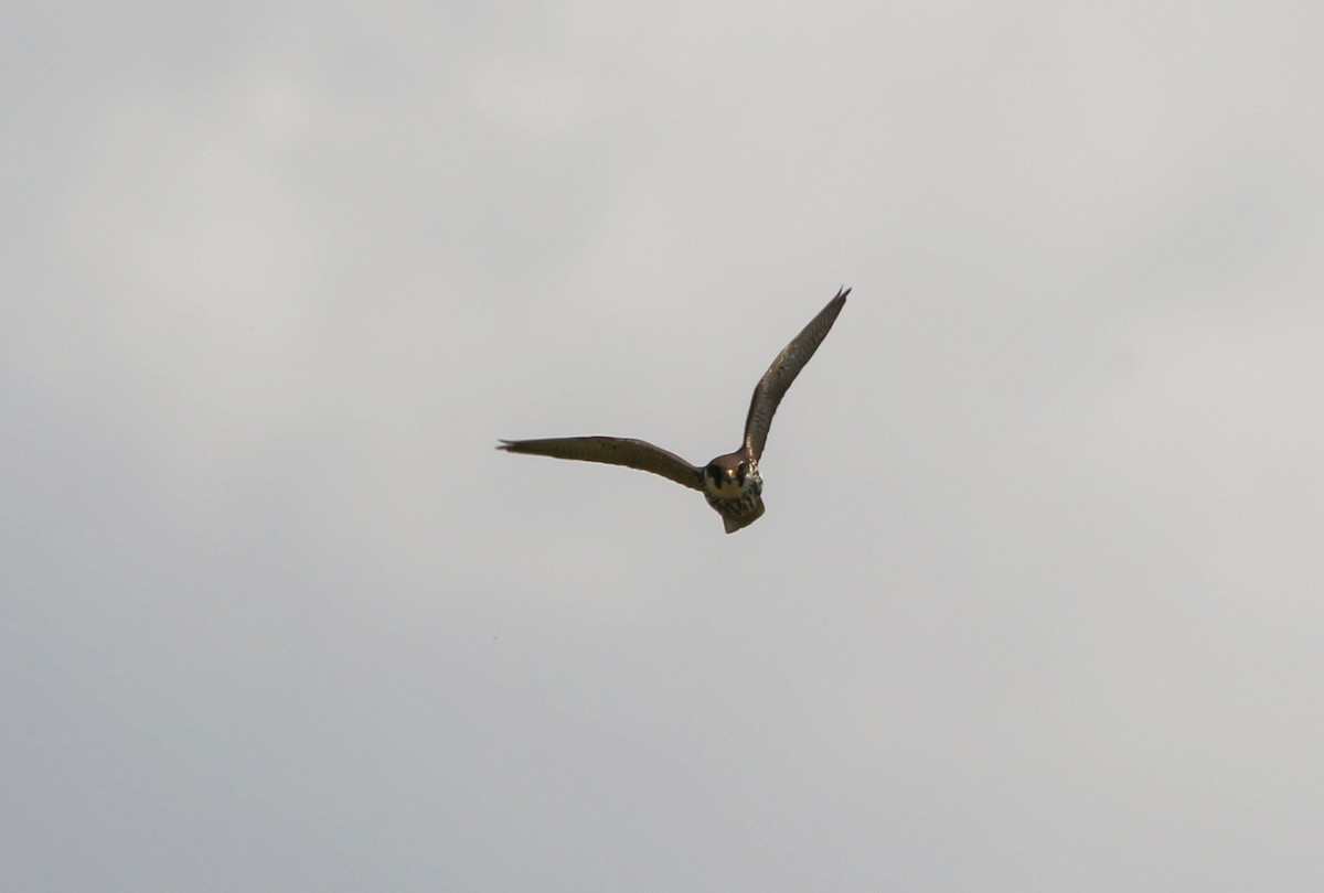 Eurasian Hobby - ML343932341