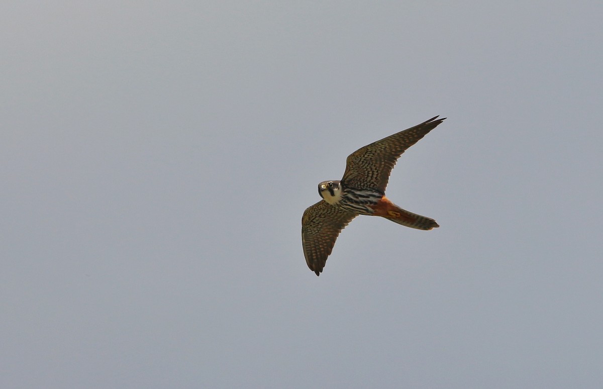 Eurasian Hobby - ML343932351