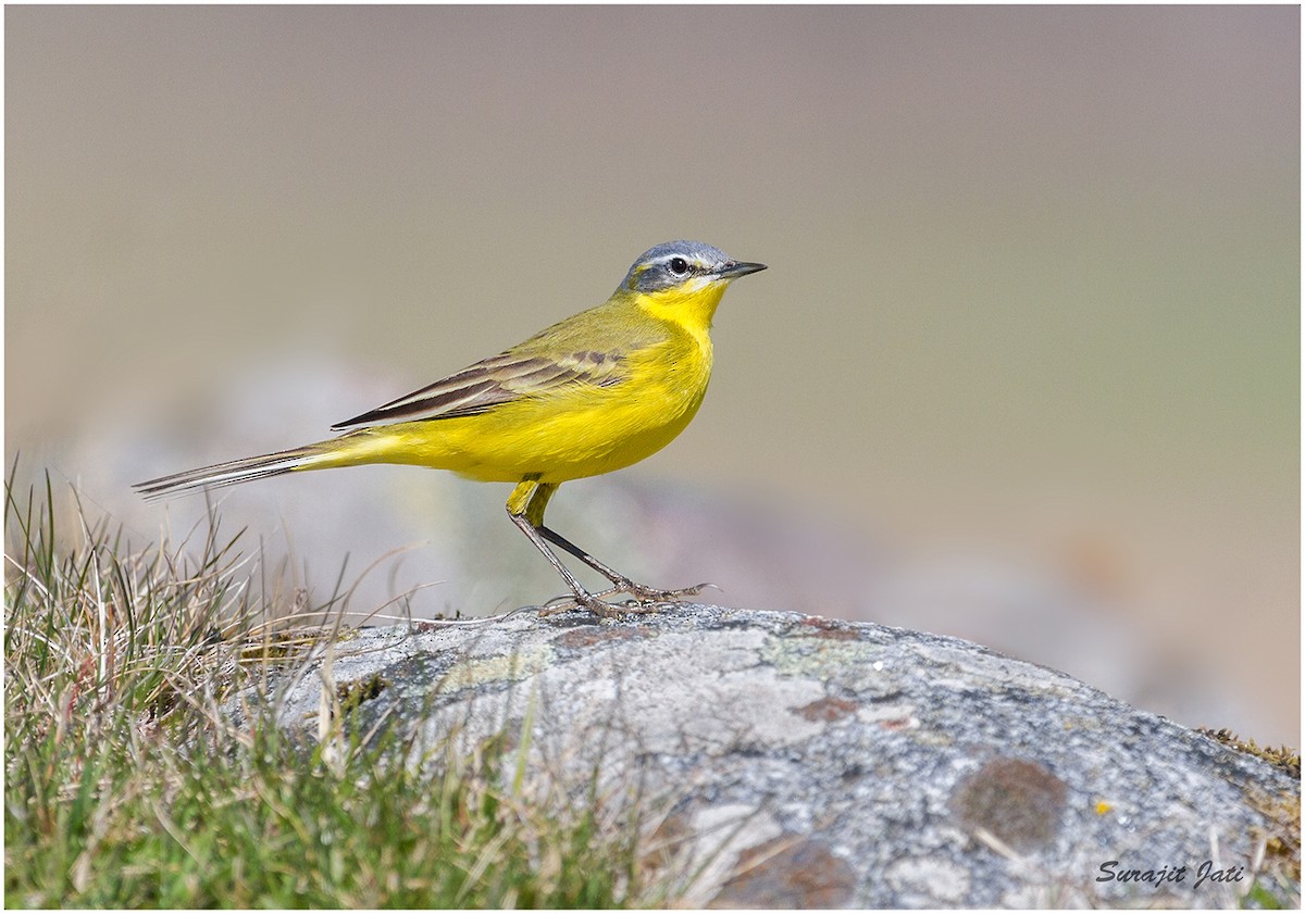 Western Yellow Wagtail - ML343932471