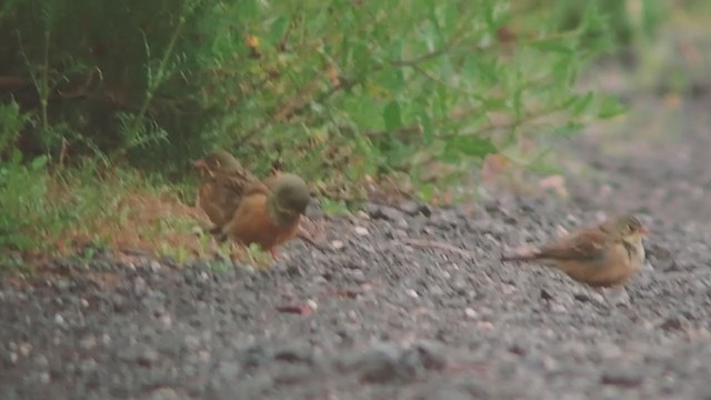 Ortolan Bunting - ML343932541