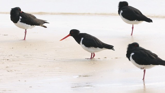 South Island Oystercatcher - ML343932641