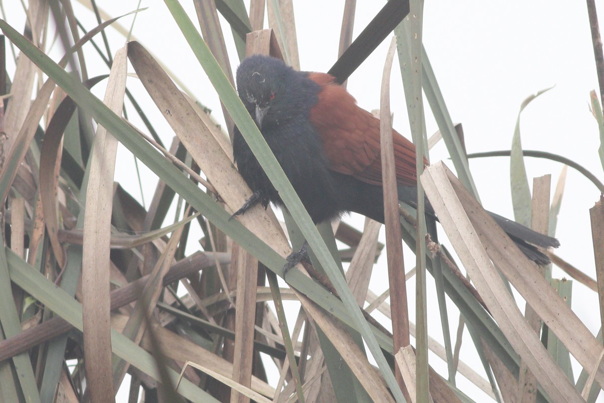 Grand Coucal - ML343932801