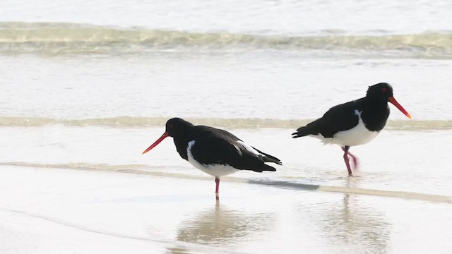 South Island Oystercatcher - ML343933191