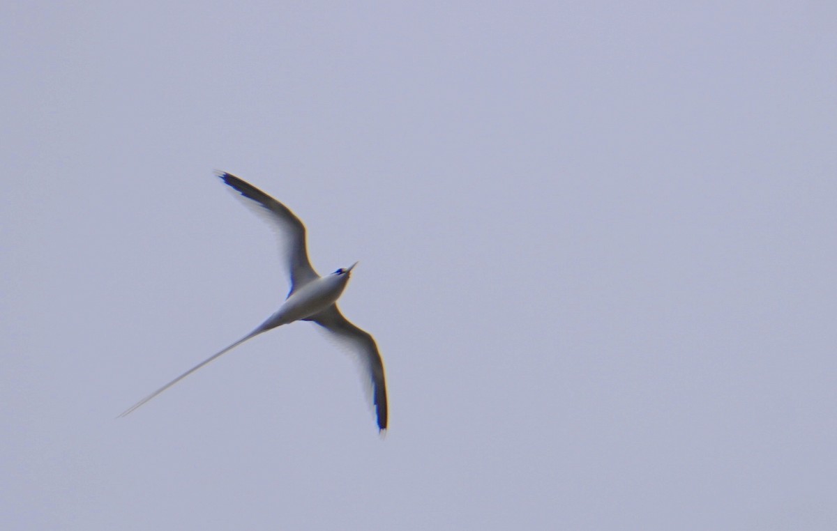 White-tailed Tropicbird - ML343934051