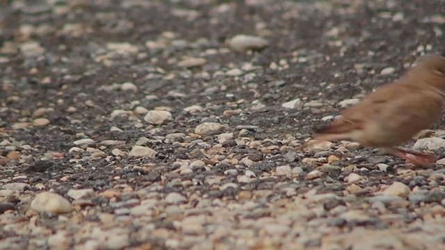 Trumpeter Finch - ML343934971